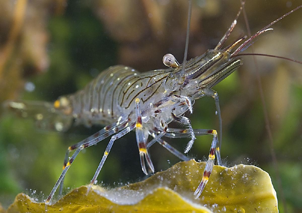 Common Prawn