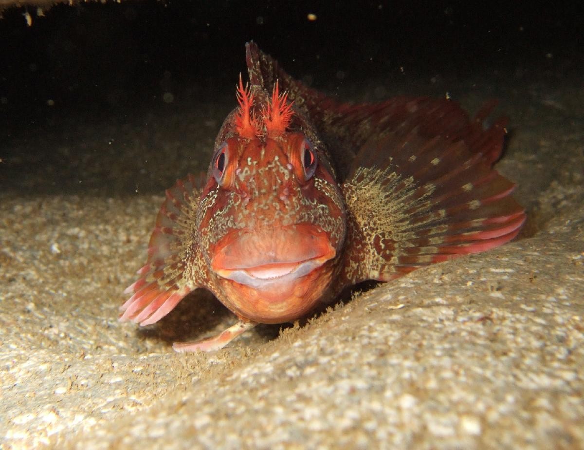 Tompot Blenny