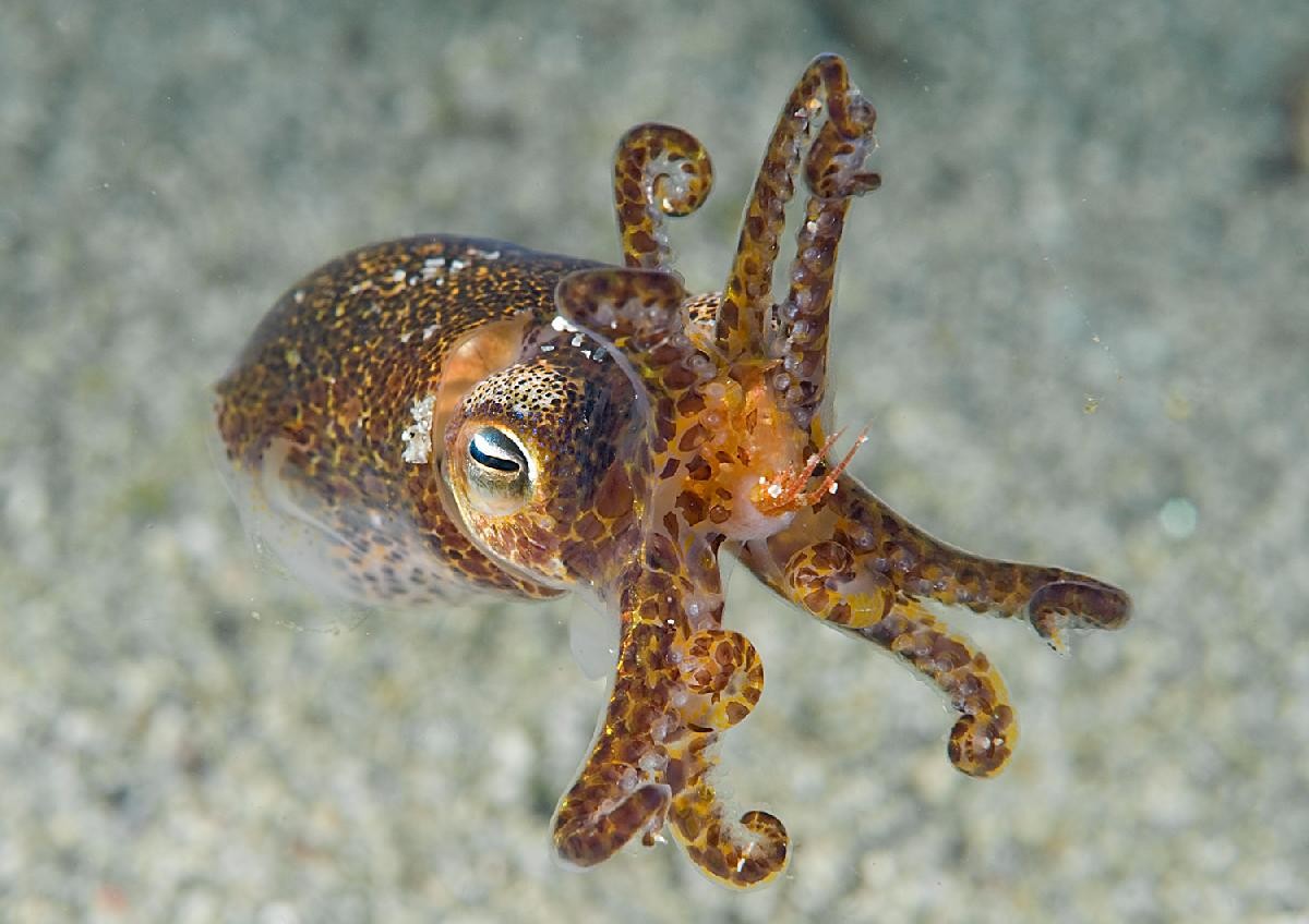 Little Cuttlefish