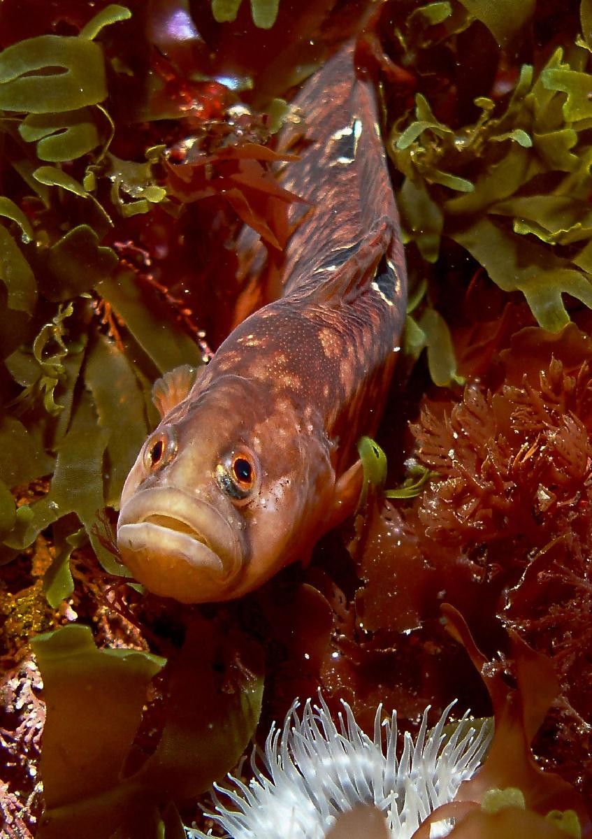 Butterfish 