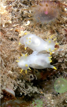 1st Prize, Macro Category 2009. Photo by Martin Kiely
