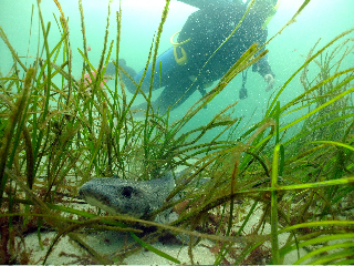 Dogfish & Diver, Little Killary Cove