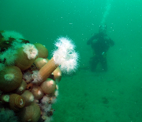 Plumose Anenome, Scubadive West Galway Ireland