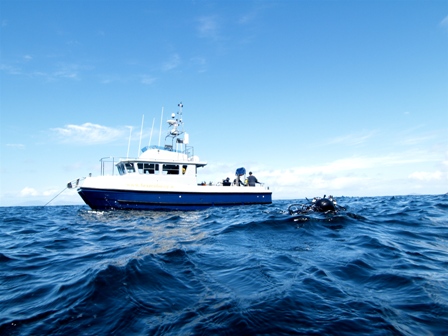 Brazen Hussy, Dive Safari Catamaran