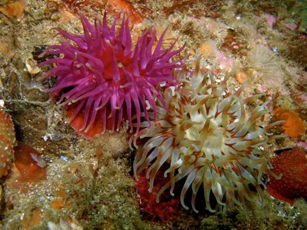 Dahlia Anenome, Galway Dive Trip  