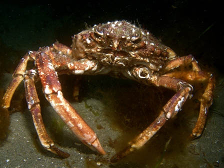 Spider Crab, Little Killary Cove Shore Dive