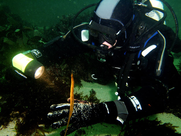 Pipefish, Inis Boffin Dive Trip