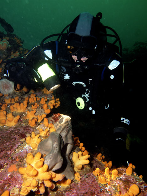 Island Dive Safari, Inis Boffin 
