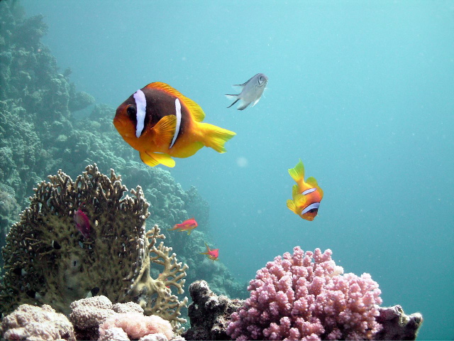 Red Sea Dive Holiday 2010