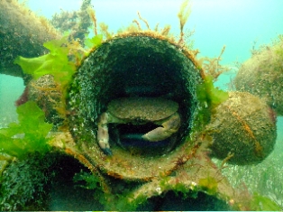 Dive in Galway, West of Ireland
