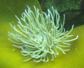 Digital Underwater Photo Specialty