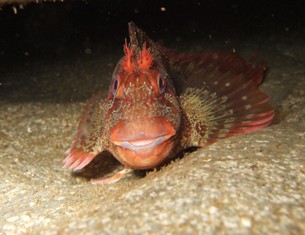 Tompot Blenny