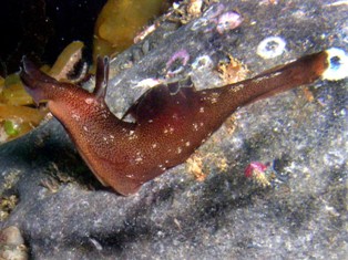 Sea Hare