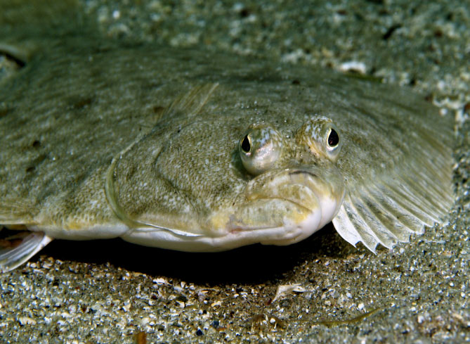 Plaice