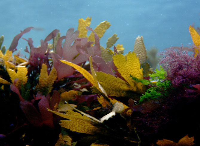 Shore Diving @ Scubadive West