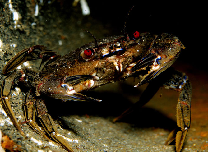Velvet Swimming Crab