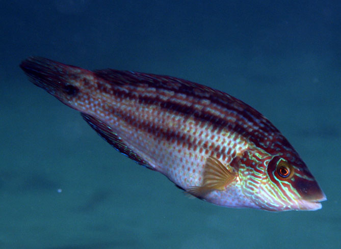 Corkwing Wrasse, Scubadive West, Connemara
