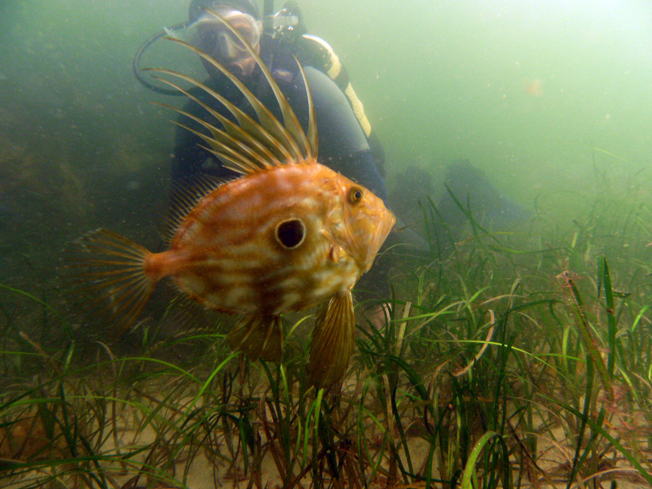 John Dory