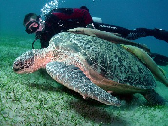 Cillian Gray, PADI Course Director Red Sea 2008