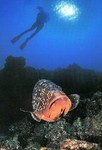 El Hierro, Diver's Paradise