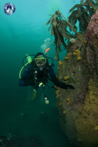 inshore boat dives